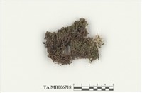 藏品(葉蘚目)的圖片